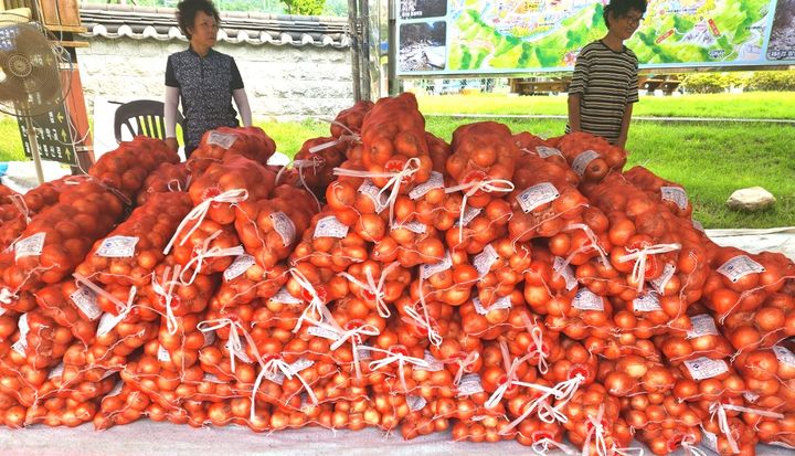 월악산 송계 양파 *재판매 및 DB 금지