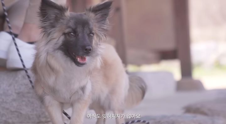 [서울=뉴시스]유튜브 채널 '못생긴 노을이'는 지난 4월 12일 '봄'이라는 제목의 영상을 올렸다. (사진=못생긴 노을이 채널 캡처) 2024.07.13. photo@newsis.com *재판매 및 DB 금지