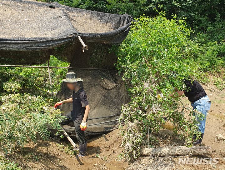 [영동=뉴시스] 서주영 기자 = 13일 충북 영동군 청성면 고당리 이상기씨의 과수원에서 영동군 관계자들이 수해 복구 작업을 하고 있다. 2024.07.13. juyeong@newsis.com