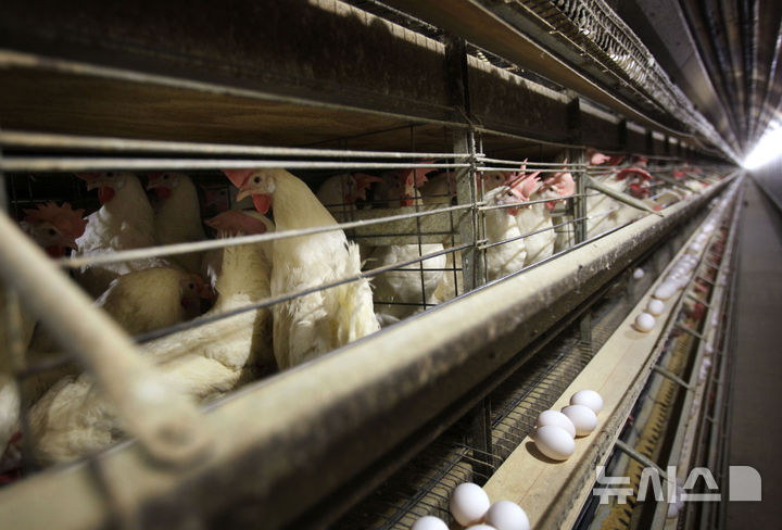 [아이오와=AP/뉴시스] 사진은 미국 아이오와주 한 양계장에서 닭 들이 늘어서 있는 모습. 2025.05.17.