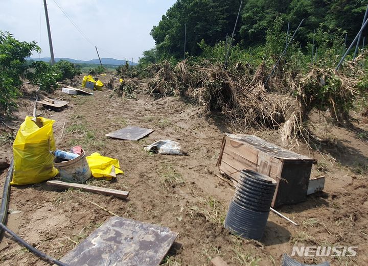 [영동=뉴시스] 서주영 기자 = 15일 충북 영동군 청성면 고당리의 한 과수원에 사과나무가 수해로 쓰러져 있다. 2024.07.15. juyeong@newsis.com