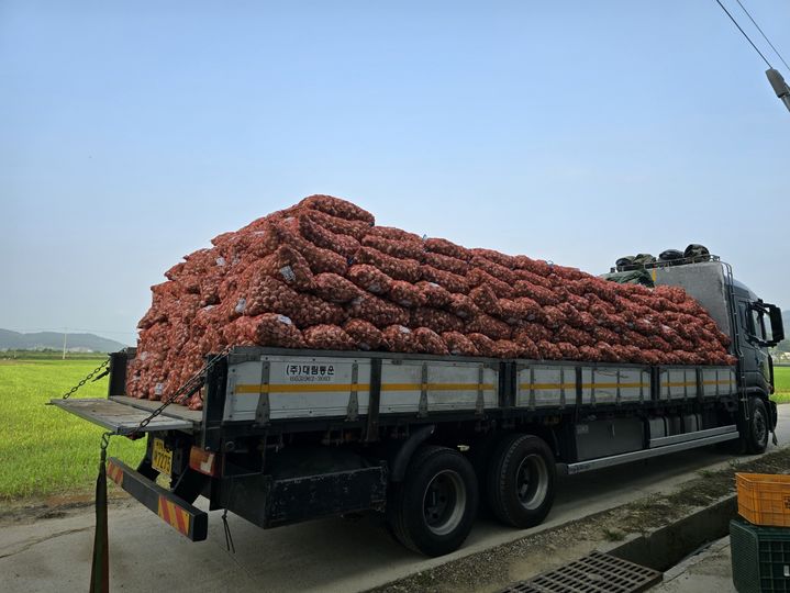 [보은=뉴시스] 안성수 기자 = 충북 보은군 탄부면 대서마늘 작목회에서 CJ프레시웨이에 납품하는 마늘. (사진=보은군 제공) 2024.7.15. photo@newsis.com *재판매 및 DB 금지