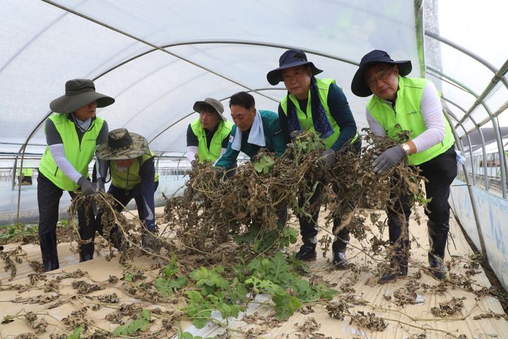 [홍성=뉴시스] 유효상 기자 = 농협중앙회(회장 강호동) 임직원들이 15일 부여군 세도면에서 최근 집중호우 피해로 어려움을 겪고 있는 농업인을 지원하기 위해 복구 일손을 돕고 있다. (사진=농협 제공) 2024.07.15 photo@newsis.com *재판매 및 DB 금지