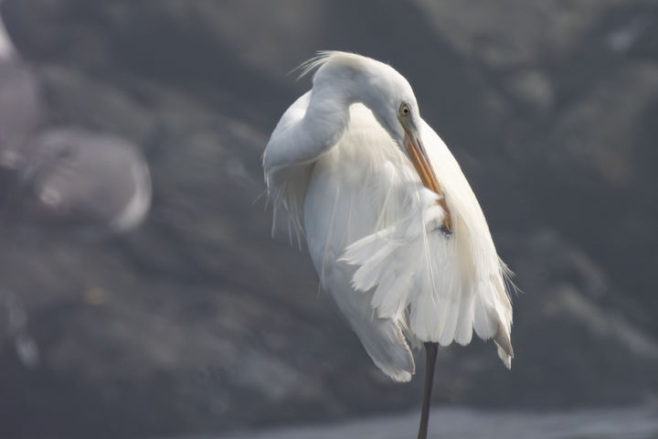 [울산=뉴시스] 울산시는 ‘울산 새(鳥) 통신원’이 지난 13일 오전 9시께 울주군 서생 해안가에서 ‘노랑부리백로’ 1개체를 관찰했다고 1일 밝혔다. 2024.07.16. (사진= 조현표·조우진 제공)photo@newsis.com *재판매 및 DB 금지