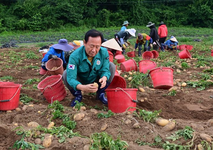 박현국 봉화군수가 신품종 감자 '골든에그'를 수확하고 있다. (사진=봉화군 제공) *재판매 및 DB 금지