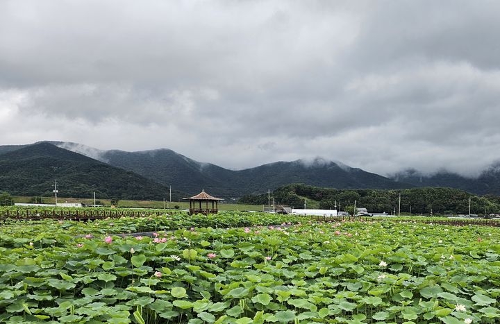 [밀양=뉴시스] 부북면 밀양아리나 연꽃단지 전경. (사진=밀양시 제공) 2024.07.16. photo@newsis.com *재판매 및 DB 금지