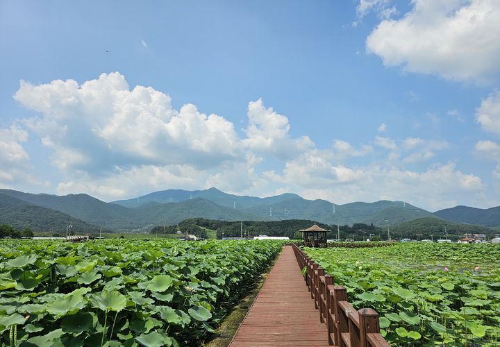 [밀양=뉴시스] 부북면 밀양아리나 연꽃단지 전경. (사진=밀양시 제공) 2024.07.16. photo@newsis.com *재판매 및 DB 금지
