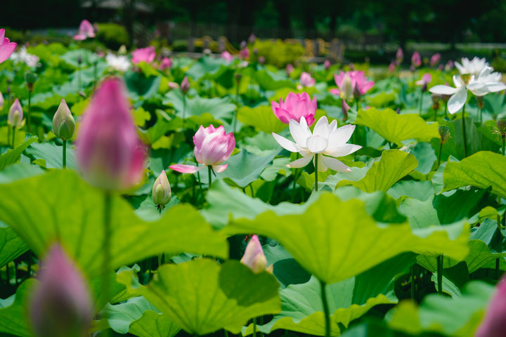 증평민속체험박물관 연꽃. (사진=증평군 제공) *재판매 및 DB 금지