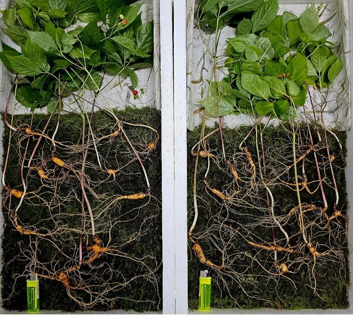 [광양=뉴시스] 전남 광양 백운산에서 정모(65)씨가 발견한 천종산삼 24뿌리. (사진=한국전통심마니협회 제공) 2024.07.17. photo@newsis.com *재판매 및 DB 금지