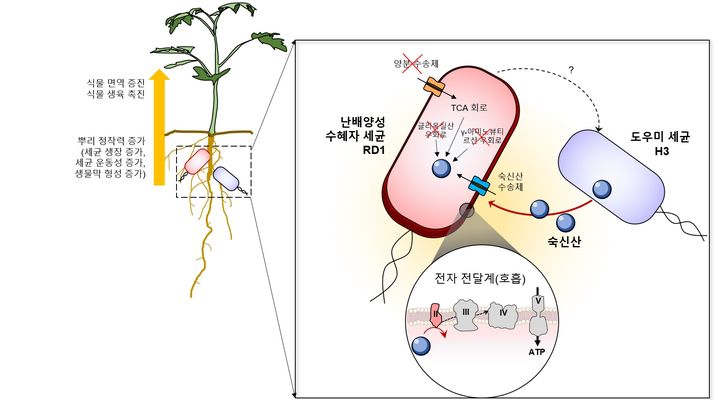 [부산=뉴시스] 동아대학교는 응용생물공학과 이선우 교수와 이상무 연구교수, 대학원생 등으로 구성된 연구팀이 미생물 생태학 분야의 세계 최고 저널인 국제미생물생태학지(ISME Journal, IF 10.8) 온라인 판에 논문을 게재했다고 17일 밝혔다. (사진=동아대 제공) *재판매 및 DB 금지