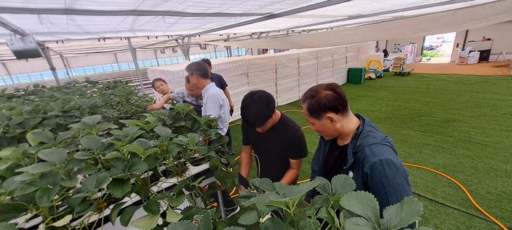 양양군에서 운영하고 있는 귀농․귀촌 프로그램에 참여한 대상자들이 스마트팜 딸기농장에서 체험활동을 하고 있는 모습. 양양군 제공 *재판매 및 DB 금지