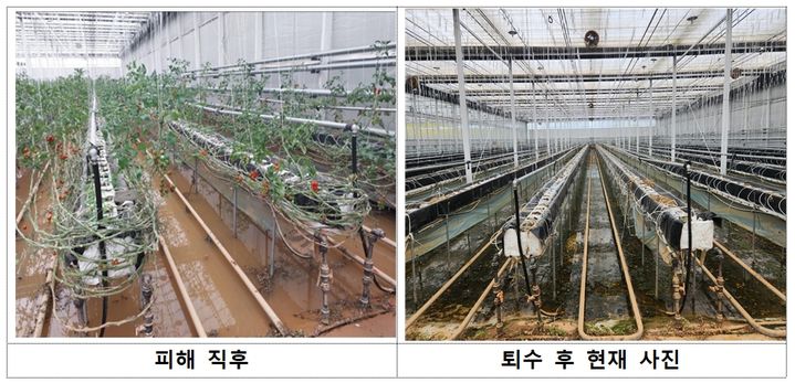 송미령 농림축산식품부 장관은 17일 충남 서천군 소재 토마토 시설 재배 농가를 방문해 긴급 복구 진행 상황을 점검했다. 정부는 지난 15일 충남 논산시·서천 등 5개 특별재난지역을 선포한 바 있다. (자료 = 농식품부 제공) *재판매 및 DB 금지