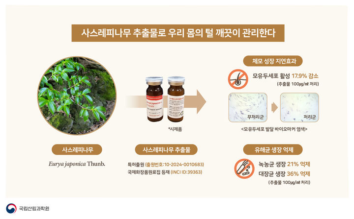 [진주=뉴시스]사스레피나무 추출물 인포그래피. *재판매 및 DB 금지