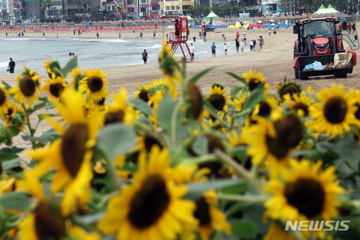 [부산=뉴시스] 하경민 기자 = 19일 부산 수영구 광안리 민락해변공원 광장에 해바라기가 활짝 펴 시민과 피서객들의 눈길을 사로잡고 있다. 2024.07.19. yulnetphoto@newsis.com