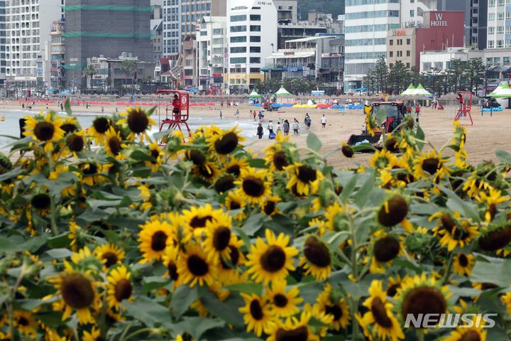 [부산=뉴시스] 하경민 기자 = 19일 부산 수영구 광안리 민락해변공원 광장에 해바라기가 활짝 펴 시민과 피서객들의 눈길을 사로잡고 있다. 2024.07.19. yulnetphoto@newsis.com