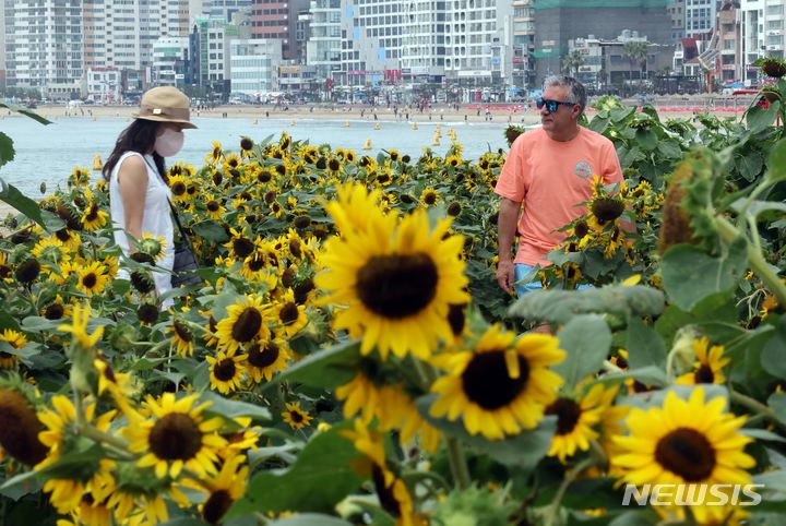 [부산=뉴시스] 하경민 기자 = 19일 부산 수영구 광안리 민락해변공원 광장에 해바라기가 활짝 펴 시민과 피서객들의 눈길을 사로잡고 있다. 2024.07.19. yulnetphoto@newsis.com