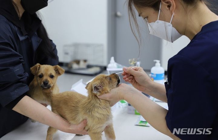경주 동물사랑보호센터 검진 현장