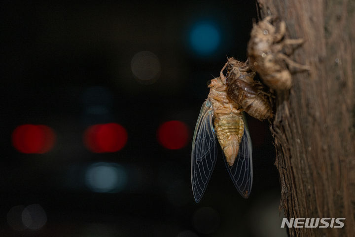 [광주=뉴시스] 이영주 기자 = 광주·전남 지역 폭염 특보가 이틀째 이어지고 있는 21일 광주 북구 문흥동 한 가로수에서 매미가 무더운 여름밤 중 탈피를 마친 뒤 날개를 말리고 있다. 2024.07.21. leeyj2578@newsis.com