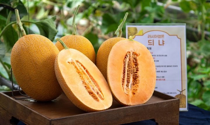 제천서 재배한 러시아 멜론 듸냐 *재판매 및 DB 금지