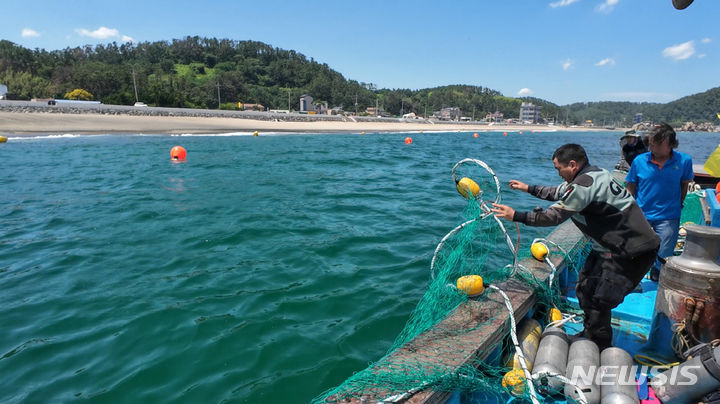[포항=뉴시스] 송종욱 기자 = 국립수산과학원은 지난 12일 경북도를 비롯해 경남도, 부산시, 울산시 전체 해안에 노무라입깃해파리 주의 단계 특보를 확대, 발령했다. 사진은 22일 경북 포항시 남구 장기면 신창해수욕장에서 해파리 차단 그물망을 설치하는 모습. (사진=포항시 제공) 2024.07.22. photo@newsis.com&nbsp;&nbsp; 