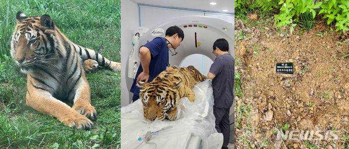 [광주=뉴시스] 광주 우치동물원은 호랑이 '러브'가 폐사했다고 22일 밝혔다. (사진=광주 우치동물원 관리사무소 제공). photo@newsis.com *재판매 및 DB 금지