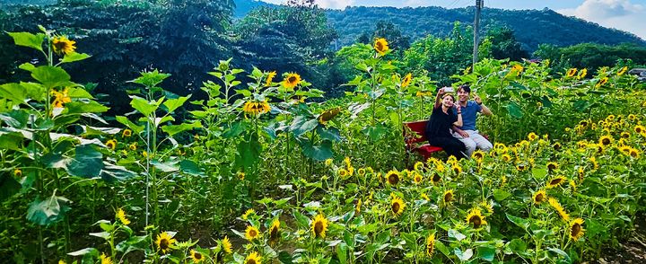 [대구=뉴시스] 대구시 달서구는 수밭골천 주변에 주민들이 직접 심고 가꾼 해바라기가 만개하면서 지역의 새로운 명소로 떠오르고 있다. (사진=대구시 달서구 제공) 2024.07.23. photo@newsis.com  *재판매 및 DB 금지