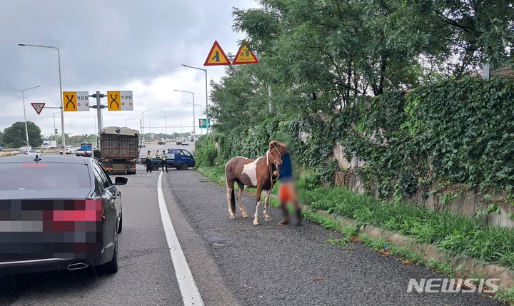 [고양=뉴시스] 24일 오전 9시37분께 고양시 자유로 신평IC 인근에서 말 한마리가 출몰했다. (사진=고양소방서 제공) 2024.07.24. photo@newsis.com