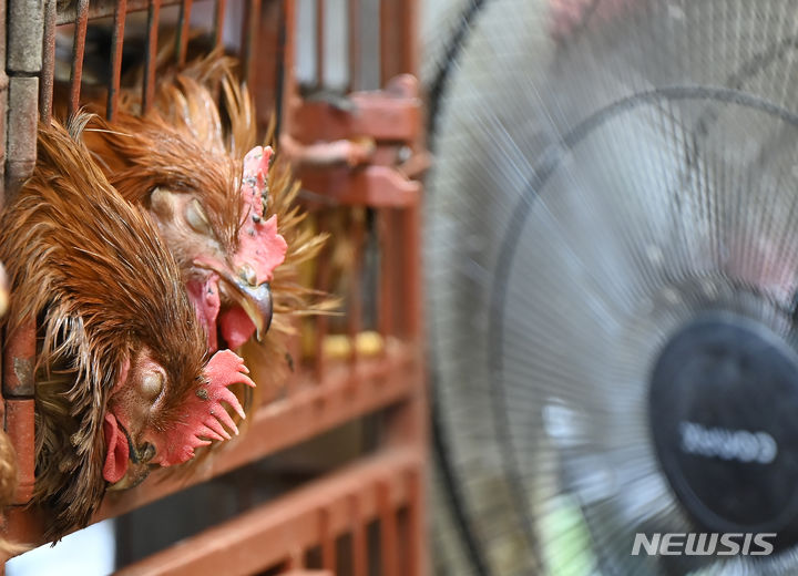 [광주=뉴시스] 박기웅 기자 = 사진은 지난해 7월 24일 광주 북구 말바우시장 한 생닭 판매 상점에서 닭들이 선풍기 바람을 쐬고 있는 모습. 2024.07.24. pboxer@newsis.com