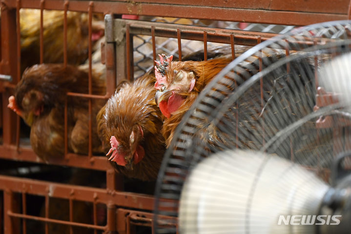 [광주=뉴시스] 박기웅 기자 = 사흘째 폭염경보가 유지되는 등 폭염이 기승을 부린 24일 광주 북구 말바우시장 한 생닭 판매 상점에서 닭이 선풍기 바람을 쐬고 있다. 2024.07.24. pboxer@newsis.com