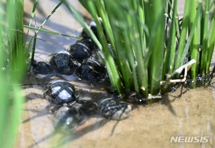 "농가 '왕우렁이 피해' 막는다"…논 깊이갈이 등 현장대응 강화