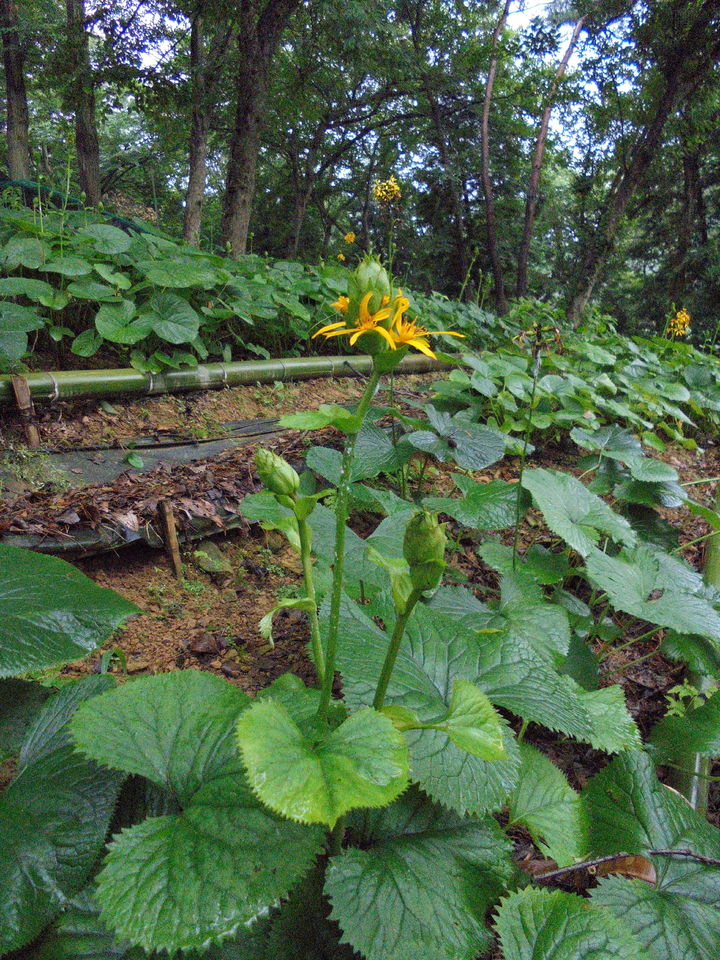 [진주=뉴시스] 곰취 *재판매 및 DB 금지
