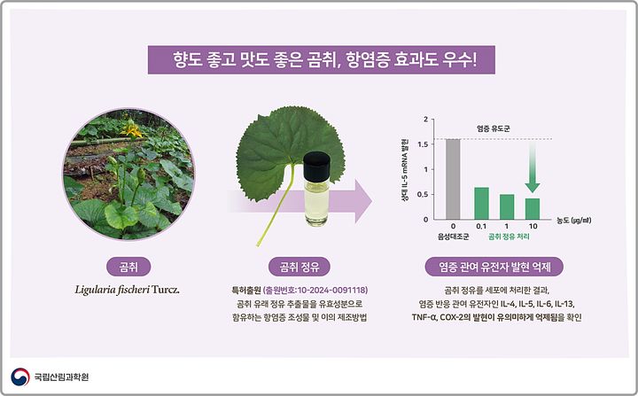 [대전=뉴시스] 곰취 정유(Essential Oil)의 항염증 효과.(사진=국립산림과학원 제공)  *재판매 및 DB 금지