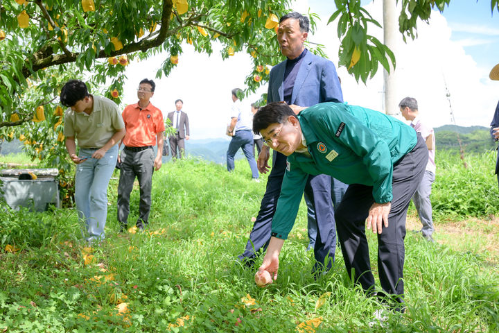 [순천=뉴시스] 노관규 순천시장이 25일 탄저병 피해를 입은 월등 복숭아 농가를 찾아 떨어진 복숭아를 살펴보고 있다. (사진=순천시 제공) 2024.07.25. photo@newsis.com *재판매 및 DB 금지