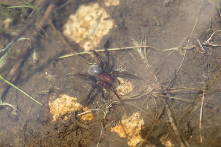 [서울=뉴시스] 멸종위기 야생생물 Ⅱ급 물거미 모습. (사진=국립생태원 제공) 2024.07.26. photo@newsis.com *재판매 및 DB 금지