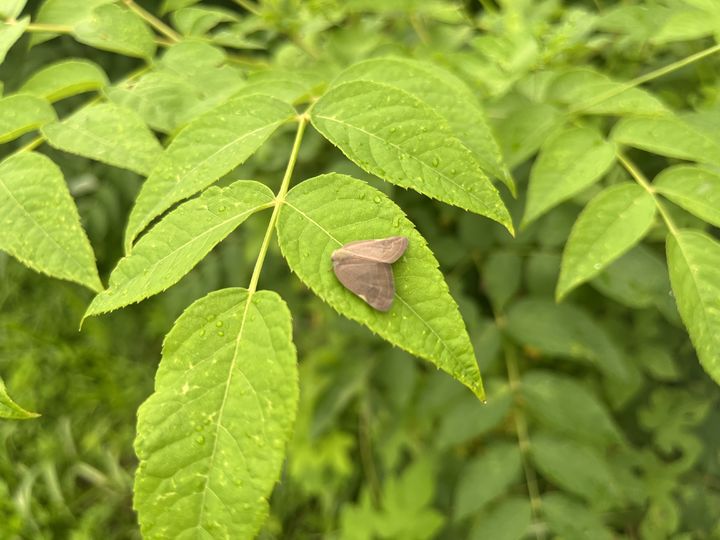 농진청, 갈색날개매미충 천적 효과 확인..."친환경 방제 확대" - 뉴스 썸네일 이미지