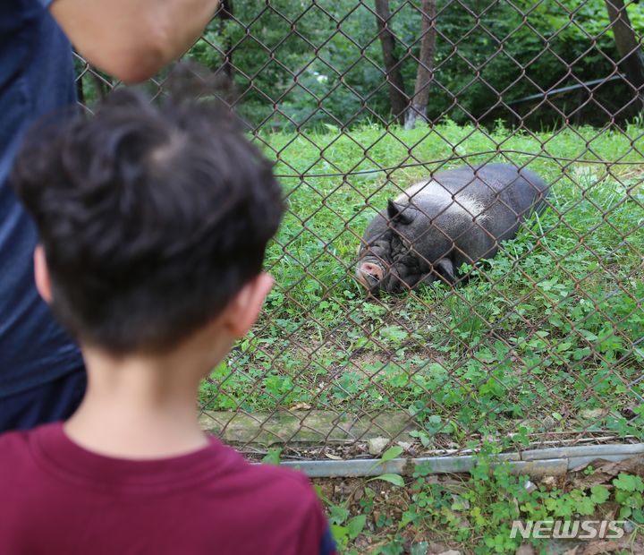 [청주=뉴시스] 서주영 기자 = 27일 오후 청주동물원을 찾은 김시우(6)군이 그늘에서 쉬고 있는 미니돼지 '태도리'를 지켜보고 있다. 2024.07.27. juyeong@newsis.com