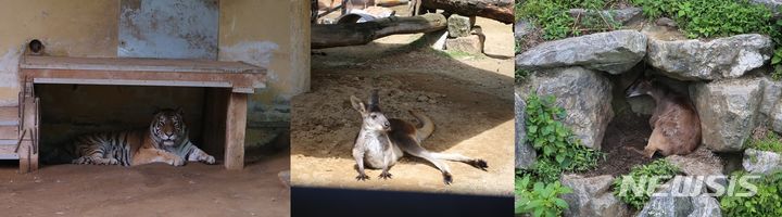 [청주=뉴시스] 서주영 기자 = 27일 오후 더위를 피해 그늘로 들어간 동물들. 왼쪽부터 시베리아 호랑이 '이호', 캥거루과 왈라루, 히말라야타르. 2024.07.27. juyeong@newsis.com *재판매 및 DB 금지