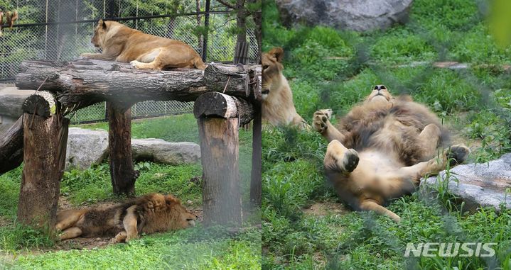 [청주=뉴시스] 서주영 기자 = 27일 오후 청주동물원에서 수사자 '바람이'가 더위에 지쳐 그늘에서 혀를 내민 채 누워있다. 위에는 암사자 '도도'. 바람이가 드러누운 채 휴식을 취하고 있다. 2024.07.27. juyeong@newsis.com *재판매 및 DB 금지