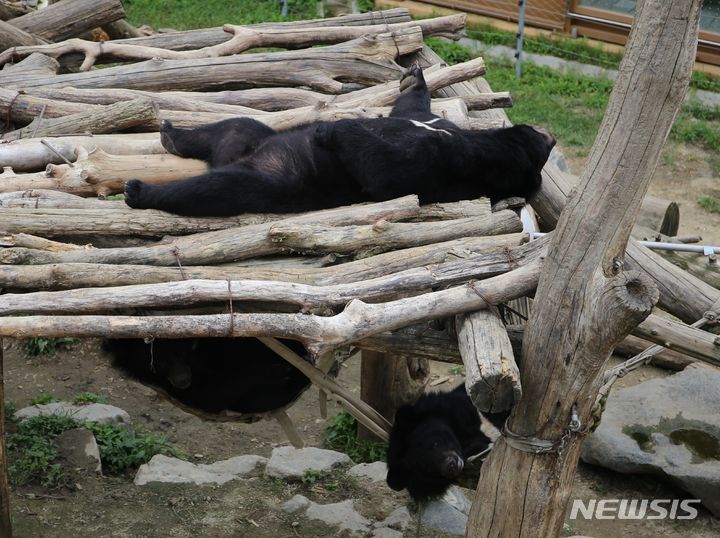 [청주=뉴시스] 서주영 기자 = 지난달 27일 오후 청주동물원에서 더위에 지친 반달가슴곰들이 나무구조물에 누워 쉬고 있다. 2024.07.28. juyeong@newsis.com