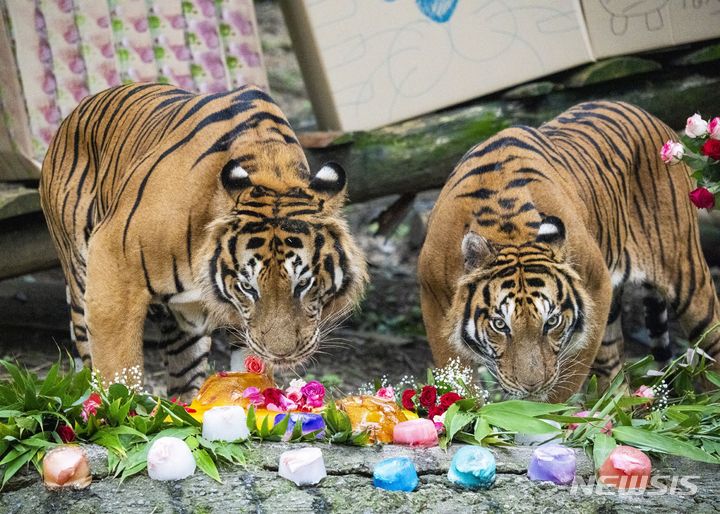 [서울=뉴시스] 에버랜드, 세계 호랑이의 날 기념행사. (사진=에버랜드 제공)
