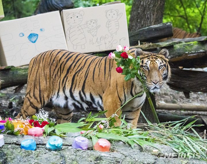 [서울=뉴시스] 에버랜드, 세계 호랑이의 날 기념 행사. (사진=에버랜드 제공) 