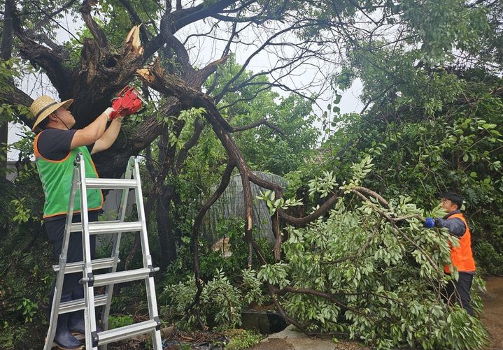 [논산=뉴시스]논산시자율방재단이 수해 복구현장에 투입돼 쓰러진 나무를 제거하고 있다. 2024. 07. 30 *재판매 및 DB 금지