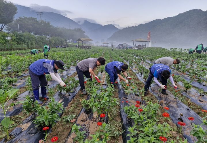 백일홍축제 꽃밭 정비 봉사활동 모습. *재판매 및 DB 금지