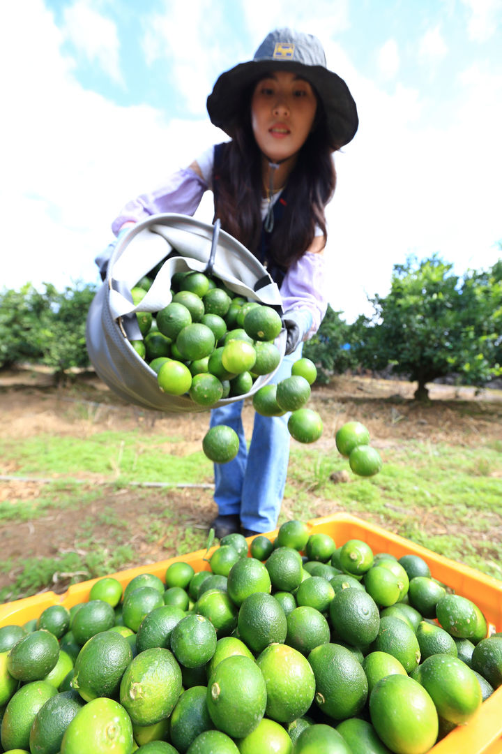 [서울=뉴시스] 이영환 기자 = 1일 제주특별자치도 서귀포시 남원읍 농촌진흥청 국립원예특작과학원 감귤연구센터 시험 재배지에서 연구원들이 풋귤을 수확하고 있다. (사진=농촌진흥청 제공) 2024.08.01. photo@newsis.com *재판매 및 DB 금지