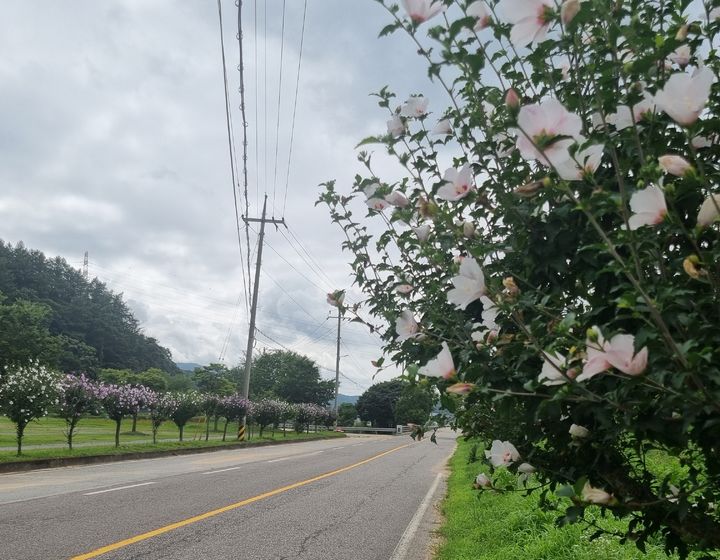 충북 진천군 진천읍 김유신탄생지 주변 무궁화길(사진=진천군 제공) *재판매 및 DB 금지