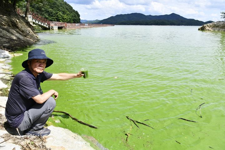 안동시 도산면 서부리 일원 안동댐 녹조 현상 (사진=대구환경운동연합 제공) *재판매 및 DB 금지