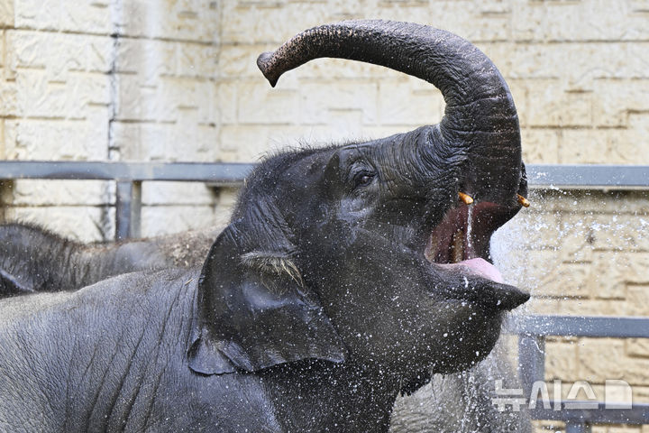 [광주=뉴시스] 박기웅 기자 = 광주·전남 전역에 폭염경보가 발효 중인 2일 오후 광주 북구 우치공원 동물원에서 코끼리 모녀 '봉이'와 '우리'가 사육사가 뿌려주는 물을 맞으며 더위를 식히고 있다. 2024.08.02. pboxer@newsis.com