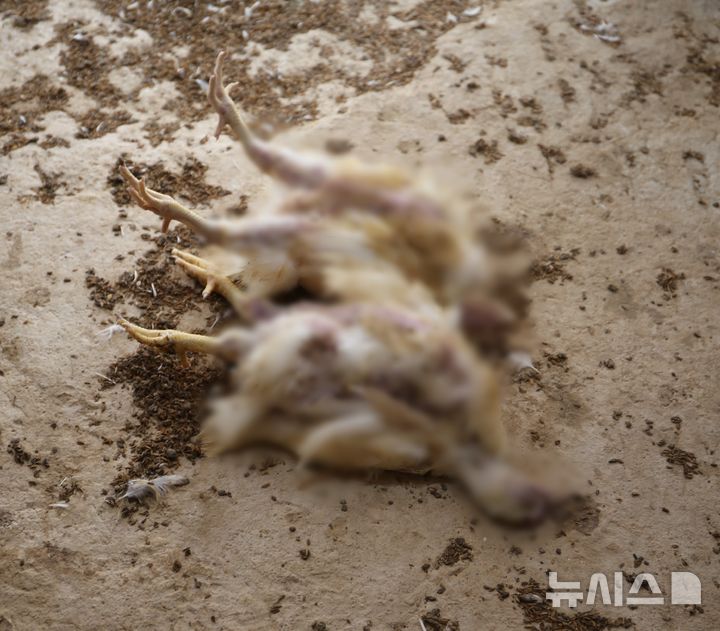 [음성=뉴시스] 서주영 기자 = 지난해 7월 충북 음성군 맹동면의 한 축사에서 더위에 닭들이 폐사했다. 2024.08.04. juyeong@newsis.com *재판매 및 DB 금지