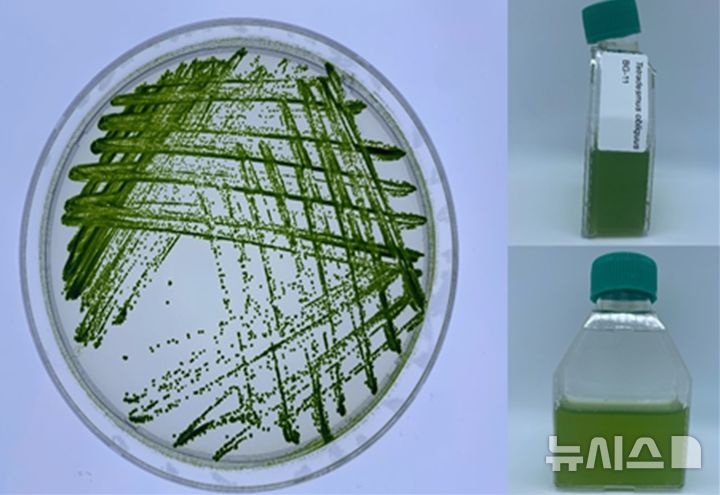 [서울=뉴시스] 무균 배양을 통한 테트라디스무스 오블리쿠스 균주 확보. (사진=국립해양생물자원관 제공)