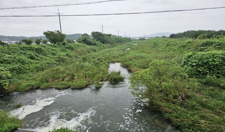 거품이 발생한 하천 모습. (사진=충북도보건환경연구원 제공) *재판매 및 DB 금지